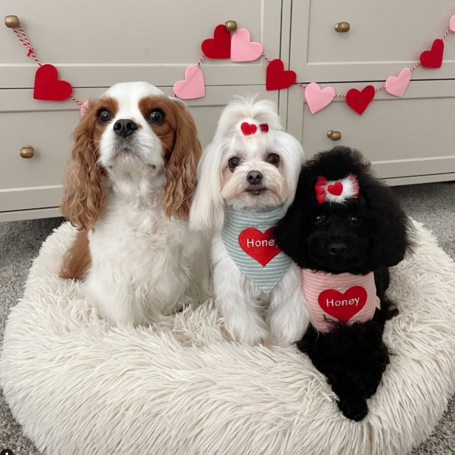 FunnyFuzzyDating: The Cutest Matchmaking for Dogs