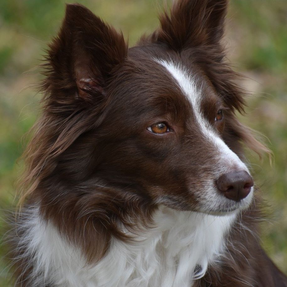 Border Collie Information and Characteristics: Temperament, Health, and Care Tips