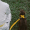 Yellow & Blue - Be Seen Walking Kit - 3pcs