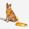 Yellow & Blue - Be Seen Walking Kit - 3pcs