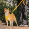 Yellow & Blue - Be Seen Walking Kit - 3pcs