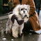 Fur-Trim Hooded Warm Dog Coat with Leash Buckle