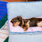 Spacious Foldable Denim Multi-Functional Dog & Cat Sofa Bed
