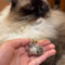 Multi-Pack Mini Pet Hair Capsule Keychain Charm for Dog & Cat Lovers