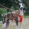 Complete Control Comfortable No-Pull Dog Harness and Leash