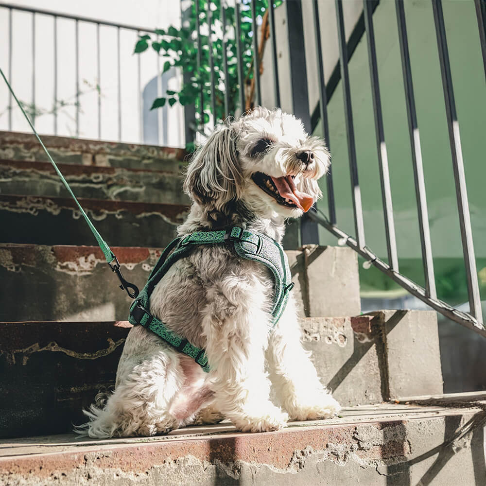 Eco-friendly Recycled Fabric No-Pull Dog Harness and Leash