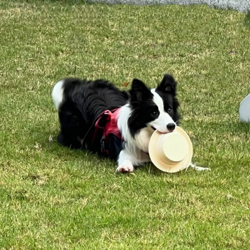 Tigela dobrável para animais de estimação Tigela portátil de silicone