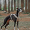 Lightweight Waterproof Breathable Anti-Pull Dog Harness or Multifunctional Leash