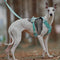 Lightweight Waterproof Breathable Anti-Pull Dog Harness or Multifunctional Leash