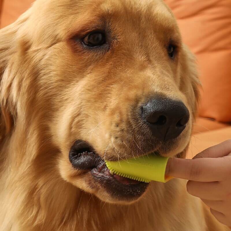 Escova de dentes para animais de estimação, escova de dentes para limpeza dos dentes