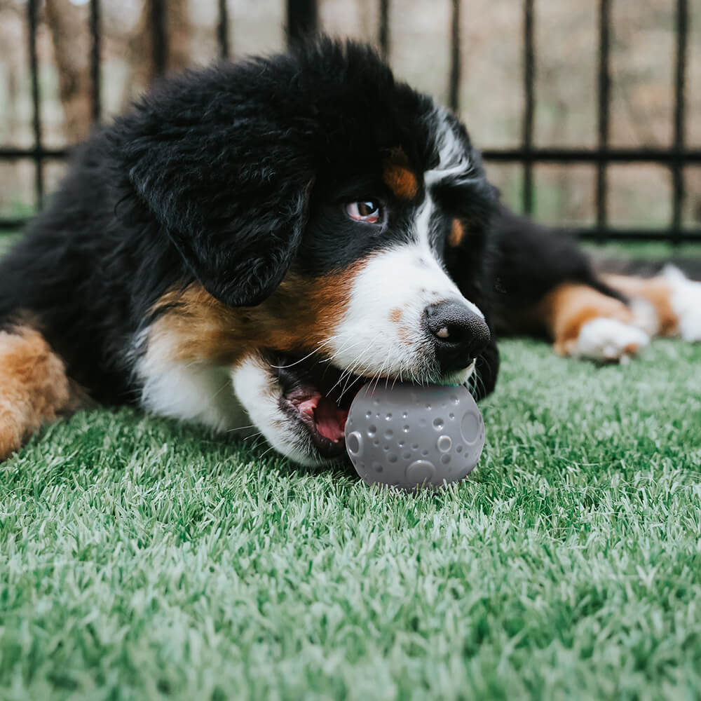 Brinquedo para cachorro com bola de treinamento Cosmos Feeder